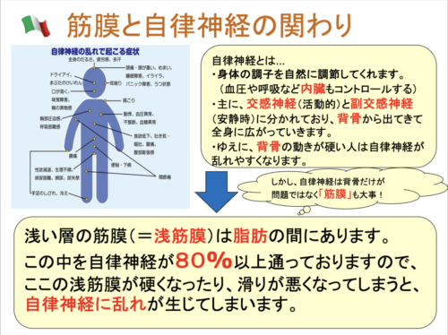 自律神経と筋膜の関係性について